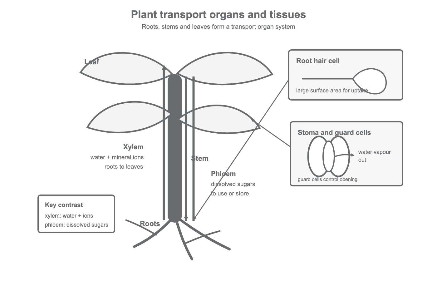 Diagram