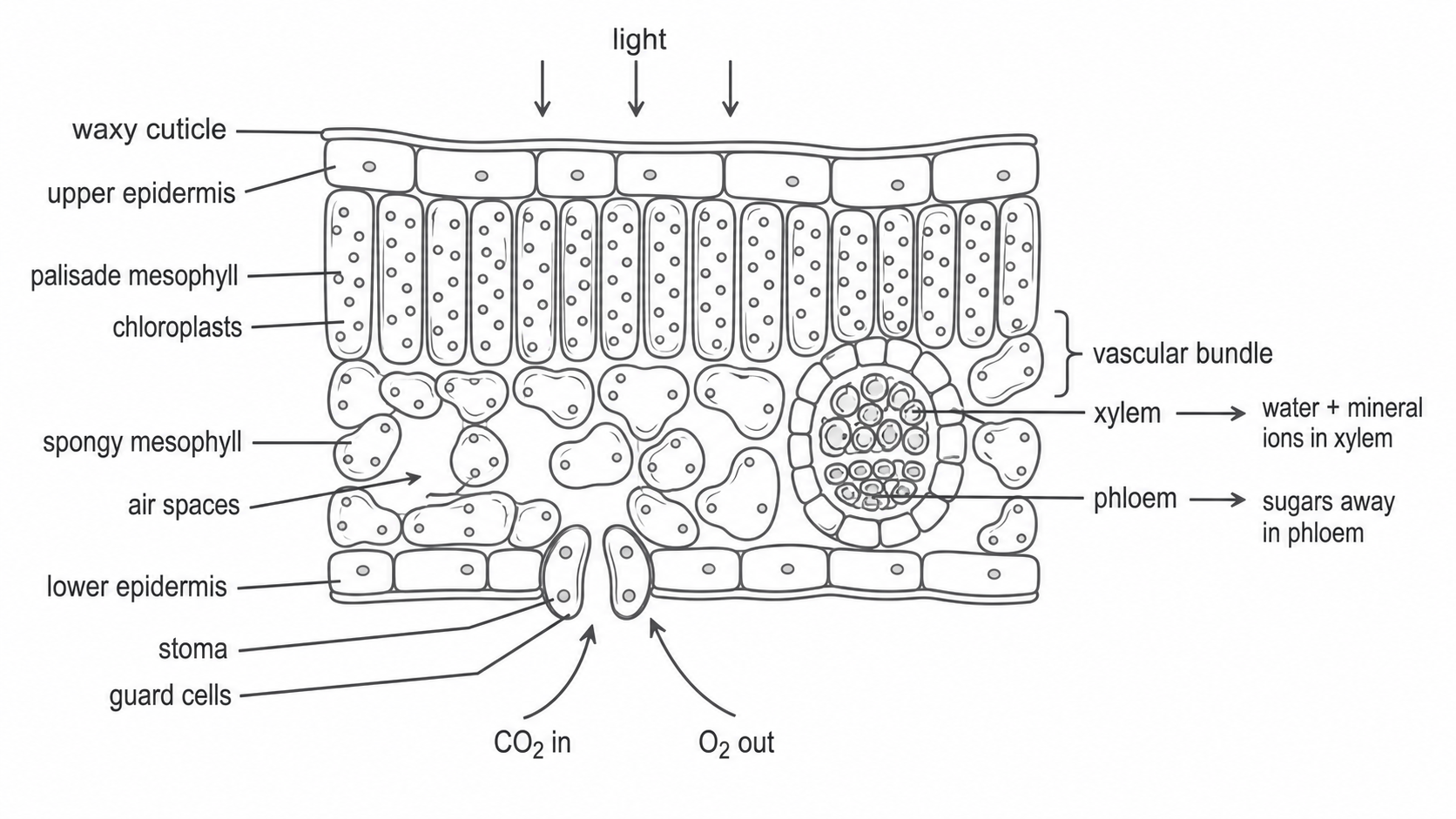 Diagram