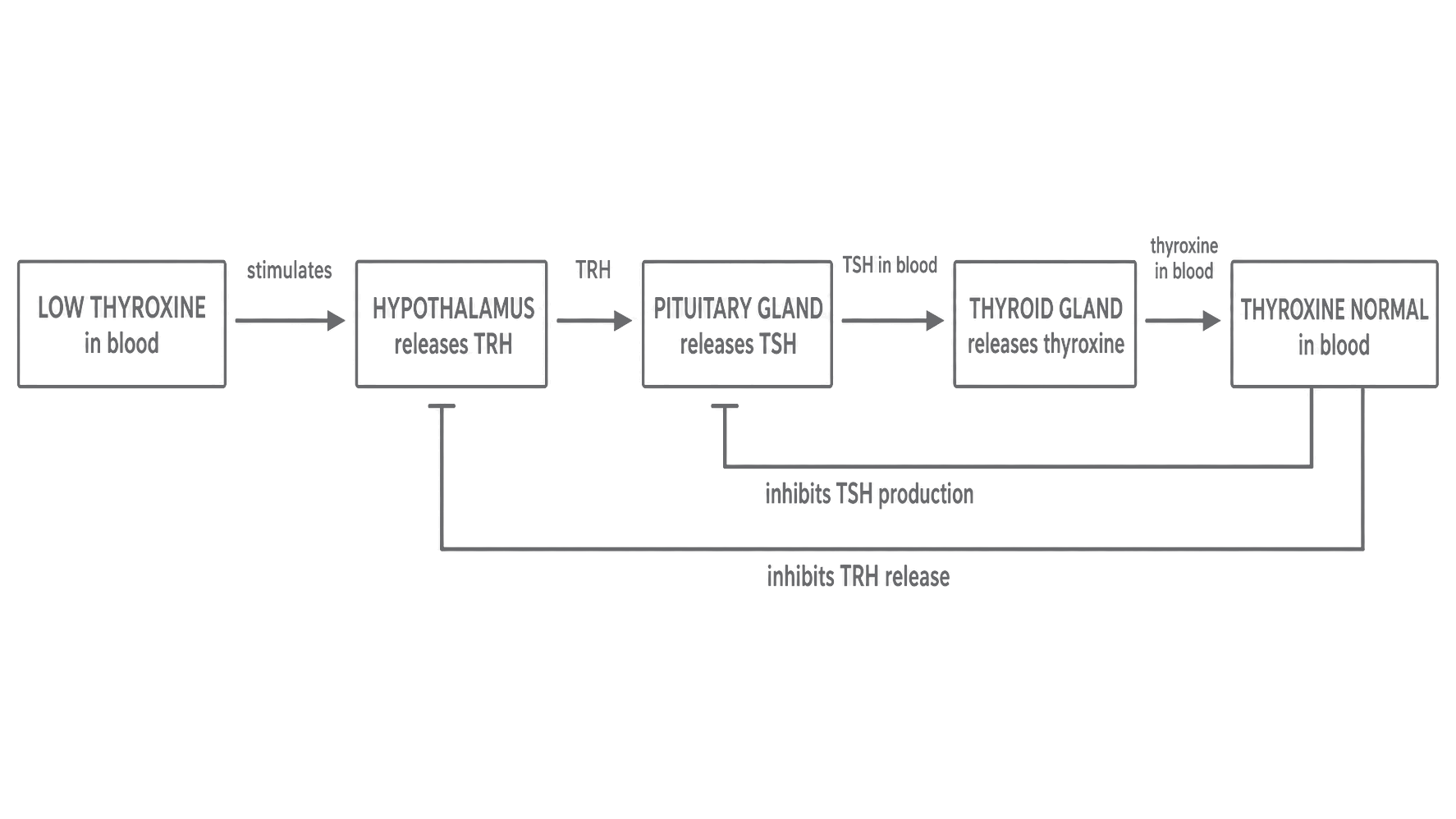 Arrowheads show stimulation; the flat-ended lines show inhibition of TRH release and TSH production.