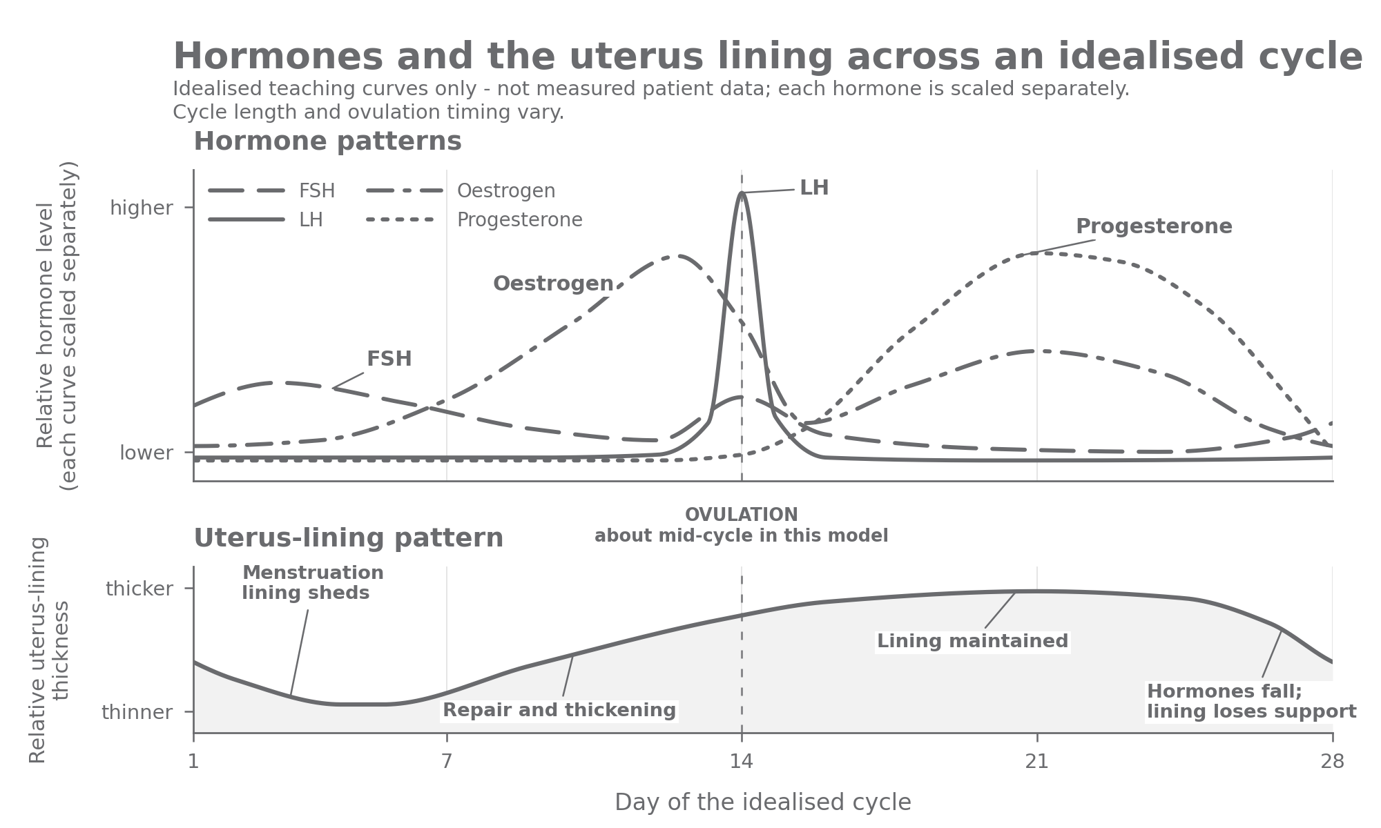 Idealised cycle: each hormone has its own relative scale, so compare timing and shape, not concentrations between different hormones.