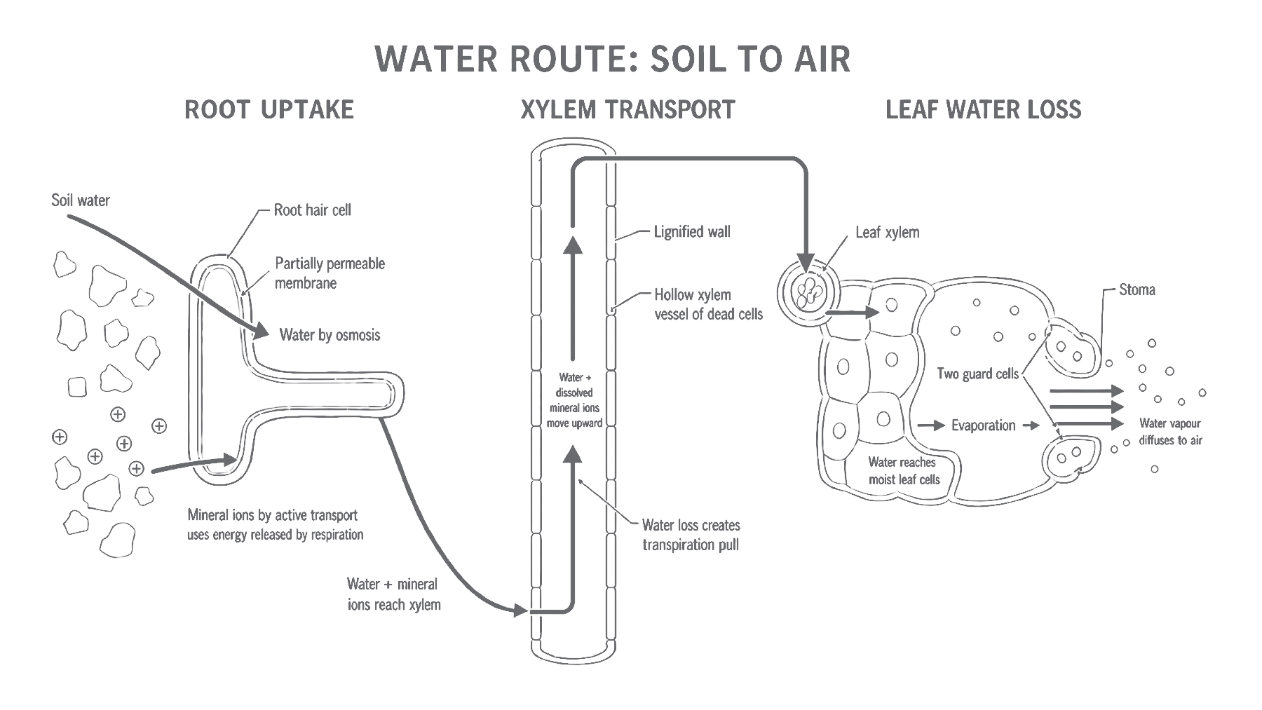 Liquid water reaches moist leaf cells; evaporation and diffusion then move water vapour into the air.