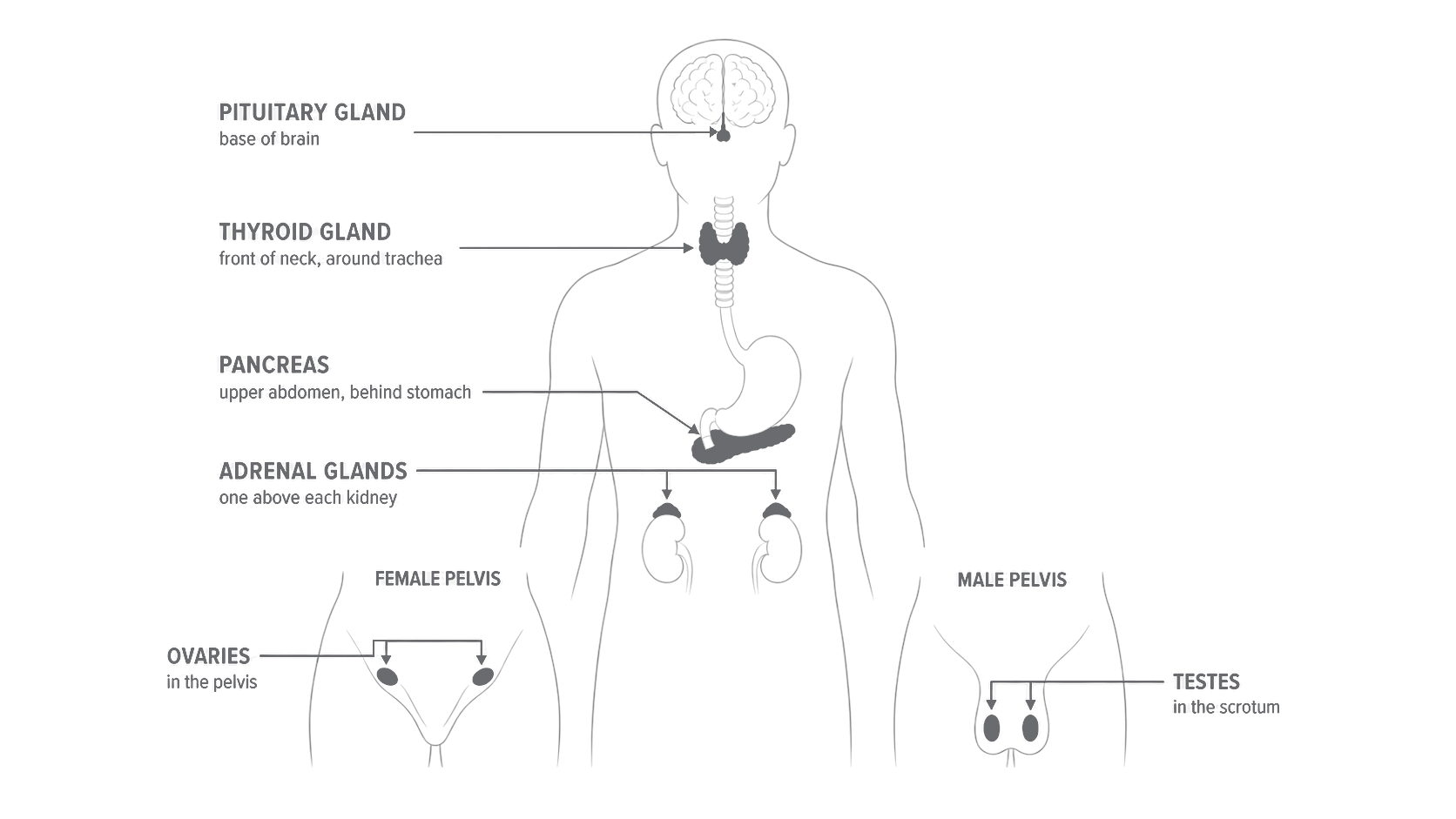The six endocrine glands and their locations. Schematic, not to scale.